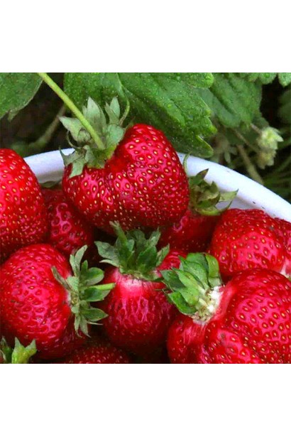 Суниця садова Азія